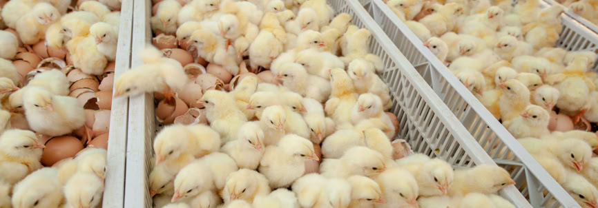Hundreds of yellow chicks crowded in metal trays.